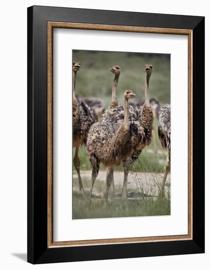 Immature common ostrich (Struthio camelus), Kgalagadi Transfrontier Park, South Africa, Africa-James Hager-Framed Photographic Print