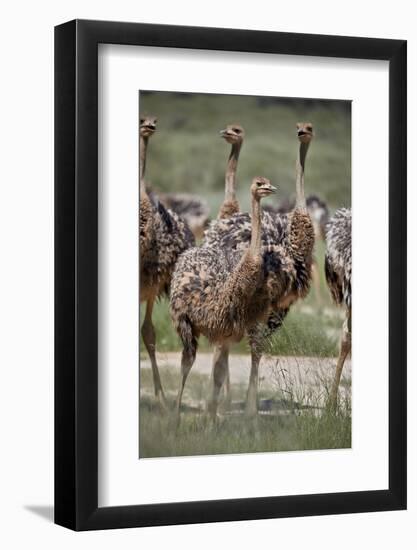 Immature common ostrich (Struthio camelus), Kgalagadi Transfrontier Park, South Africa, Africa-James Hager-Framed Photographic Print