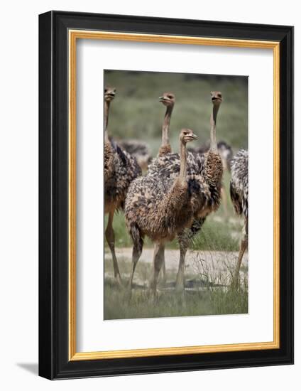 Immature common ostrich (Struthio camelus), Kgalagadi Transfrontier Park, South Africa, Africa-James Hager-Framed Photographic Print