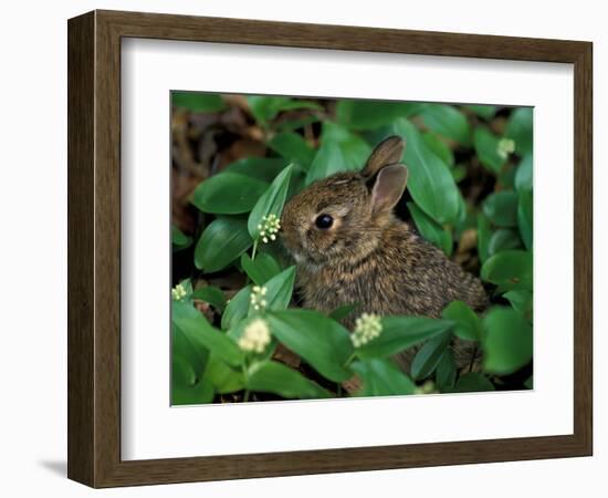 Immature Cottontail Rabbit, New York, USA-Art Wolfe-Framed Photographic Print