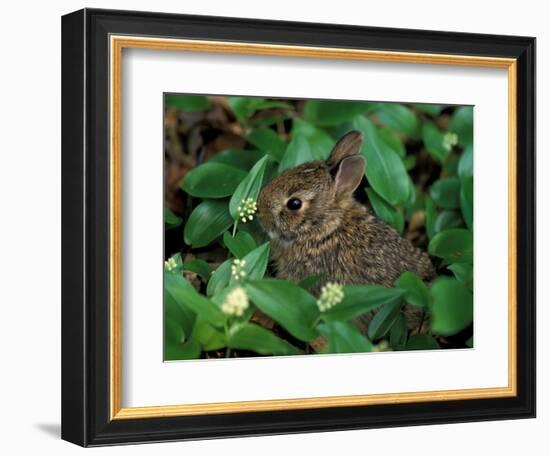 Immature Cottontail Rabbit, New York, USA-Art Wolfe-Framed Photographic Print