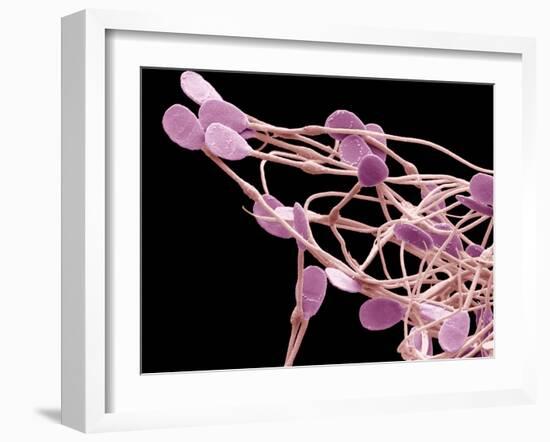 Immature Dog Sperm, SEM-Steve Gschmeissner-Framed Photographic Print