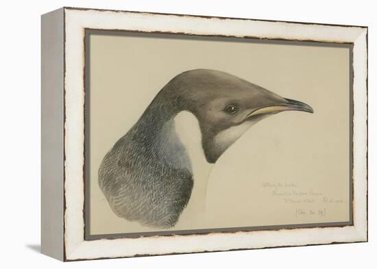 Immature Emperor Penguin, McMurdo Strait, 6 Feb, 1904-Edward Adrian Wilson-Framed Premier Image Canvas