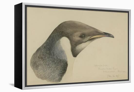 Immature Emperor Penguin, McMurdo Strait, 6 Feb, 1904-Edward Adrian Wilson-Framed Premier Image Canvas