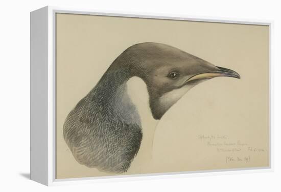 Immature Emperor Penguin, McMurdo Strait, 6 Feb, 1904-Edward Adrian Wilson-Framed Premier Image Canvas