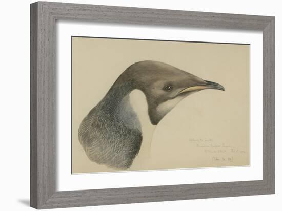 Immature Emperor Penguin, McMurdo Strait, 6 Feb, 1904-Edward Adrian Wilson-Framed Giclee Print