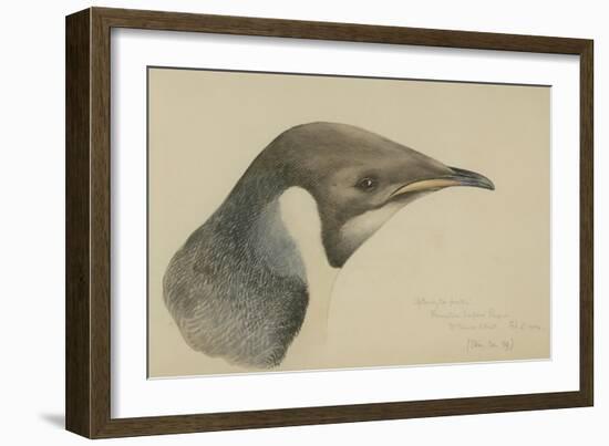 Immature Emperor Penguin, McMurdo Strait, 6 Feb, 1904-Edward Adrian Wilson-Framed Giclee Print