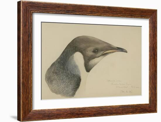 Immature Emperor Penguin, McMurdo Strait, 6 Feb, 1904-Edward Adrian Wilson-Framed Giclee Print