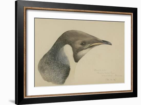 Immature Emperor Penguin, McMurdo Strait, 6 Feb, 1904-Edward Adrian Wilson-Framed Giclee Print