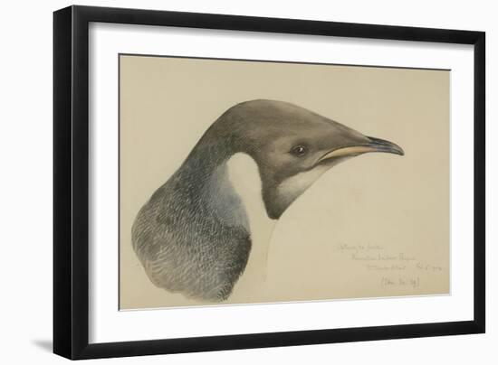 Immature Emperor Penguin, McMurdo Strait, 6 Feb, 1904-Edward Adrian Wilson-Framed Giclee Print