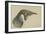 Immature Emperor Penguin, McMurdo Strait, 6 Feb, 1904-Edward Adrian Wilson-Framed Giclee Print