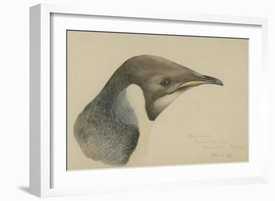 Immature Emperor Penguin, McMurdo Strait, 6 Feb, 1904-Edward Adrian Wilson-Framed Giclee Print