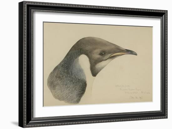 Immature Emperor Penguin, McMurdo Strait, 6 Feb, 1904-Edward Adrian Wilson-Framed Giclee Print