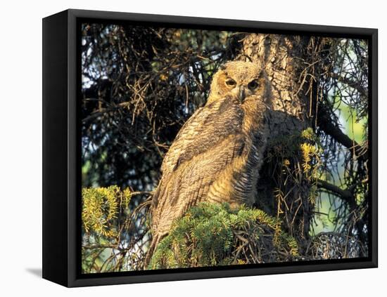 Immature Great Horned Owl in a Spruce Tree, Fairbanks, Alaska, USA-Hugh Rose-Framed Premier Image Canvas