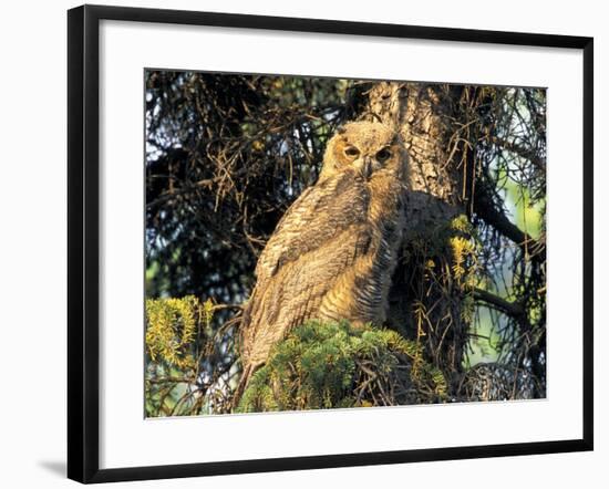 Immature Great Horned Owl in a Spruce Tree, Fairbanks, Alaska, USA-Hugh Rose-Framed Photographic Print