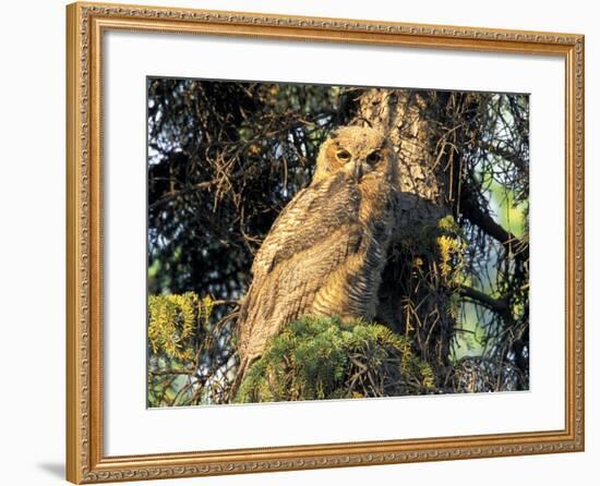 Immature Great Horned Owl in a Spruce Tree, Fairbanks, Alaska, USA-Hugh Rose-Framed Photographic Print