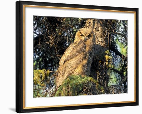 Immature Great Horned Owl in a Spruce Tree, Fairbanks, Alaska, USA-Hugh Rose-Framed Photographic Print