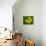 Immature Green Tree Python-Adam Jones-Photographic Print displayed on a wall