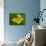 Immature Green Tree Python-Adam Jones-Photographic Print displayed on a wall