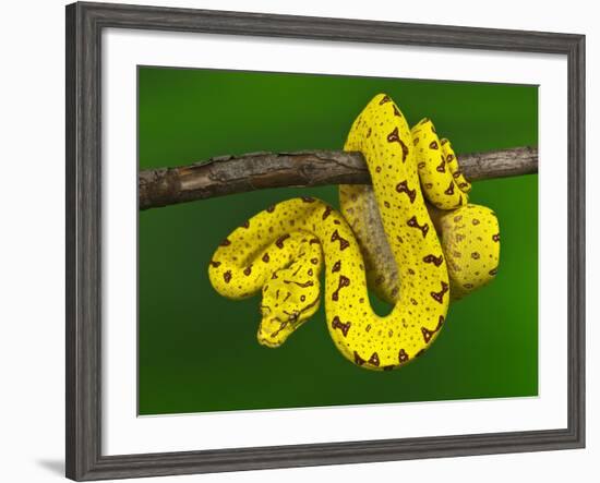 Immature Green Tree Python-Adam Jones-Framed Photographic Print