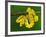 Immature Green Tree Python-Adam Jones-Framed Photographic Print