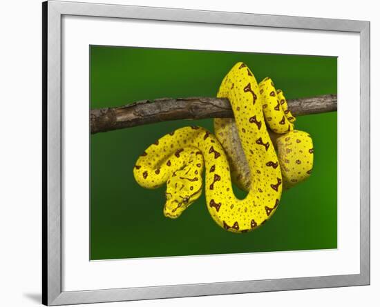 Immature Green Tree Python-Adam Jones-Framed Photographic Print