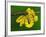 Immature Green Tree Python-Adam Jones-Framed Photographic Print