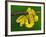 Immature Green Tree Python-Adam Jones-Framed Photographic Print