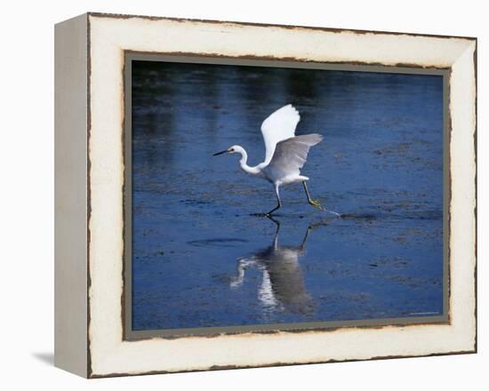 Immature Little Blue Heron (Egretta Caerulea), Everglades National Park, Florida-James Hager-Framed Premier Image Canvas