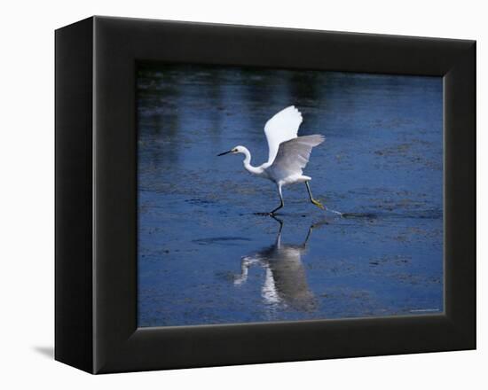 Immature Little Blue Heron (Egretta Caerulea), Everglades National Park, Florida-James Hager-Framed Premier Image Canvas