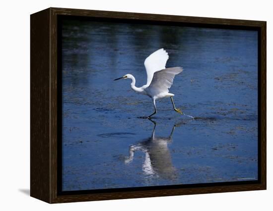 Immature Little Blue Heron (Egretta Caerulea), Everglades National Park, Florida-James Hager-Framed Premier Image Canvas