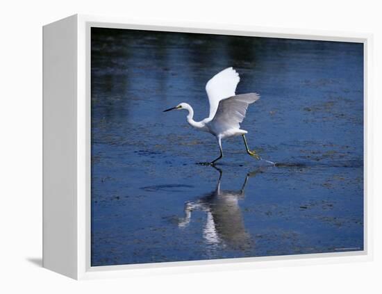 Immature Little Blue Heron (Egretta Caerulea), Everglades National Park, Florida-James Hager-Framed Premier Image Canvas