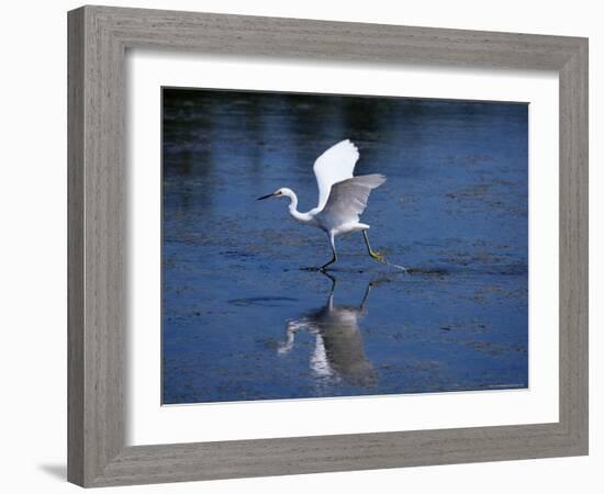 Immature Little Blue Heron (Egretta Caerulea), Everglades National Park, Florida-James Hager-Framed Photographic Print