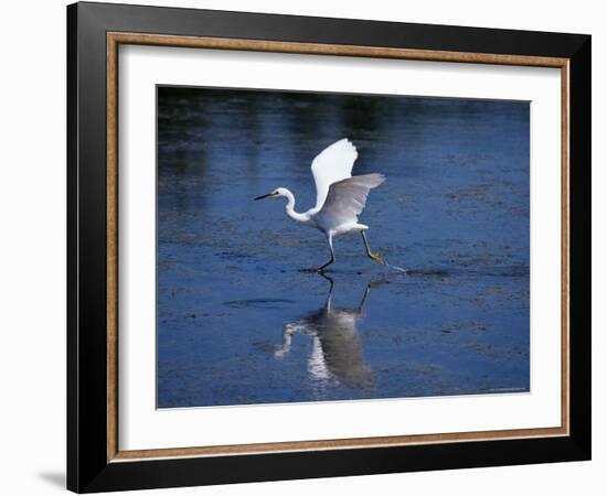 Immature Little Blue Heron (Egretta Caerulea), Everglades National Park, Florida-James Hager-Framed Photographic Print