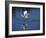 Immature Little Blue Heron (Egretta Caerulea), Everglades National Park, Florida-James Hager-Framed Photographic Print