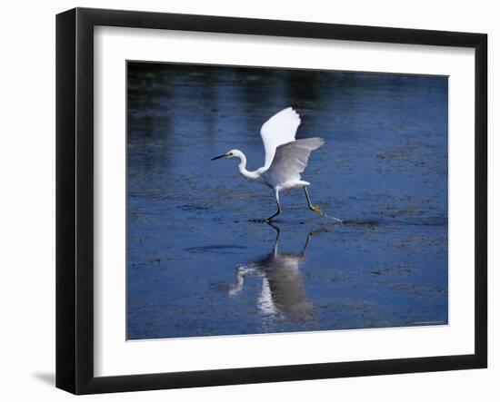 Immature Little Blue Heron (Egretta Caerulea), Everglades National Park, Florida-James Hager-Framed Photographic Print