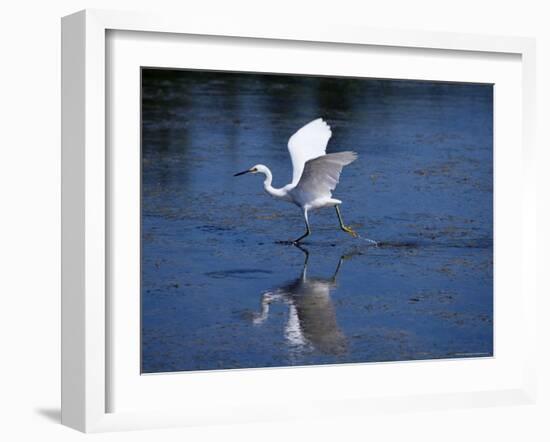 Immature Little Blue Heron (Egretta Caerulea), Everglades National Park, Florida-James Hager-Framed Photographic Print
