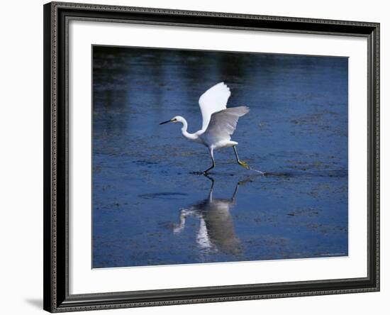 Immature Little Blue Heron (Egretta Caerulea), Everglades National Park, Florida-James Hager-Framed Photographic Print