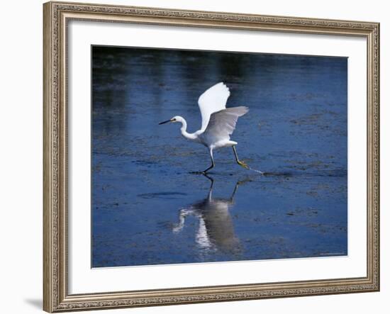 Immature Little Blue Heron (Egretta Caerulea), Everglades National Park, Florida-James Hager-Framed Photographic Print