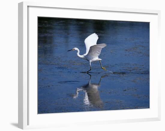 Immature Little Blue Heron (Egretta Caerulea), Everglades National Park, Florida-James Hager-Framed Photographic Print