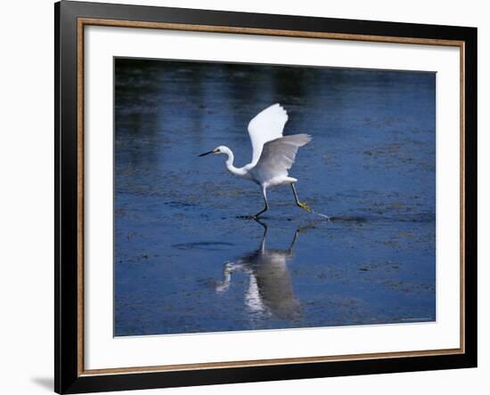 Immature Little Blue Heron (Egretta Caerulea), Everglades National Park, Florida-James Hager-Framed Photographic Print