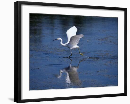 Immature Little Blue Heron (Egretta Caerulea), Everglades National Park, Florida-James Hager-Framed Photographic Print