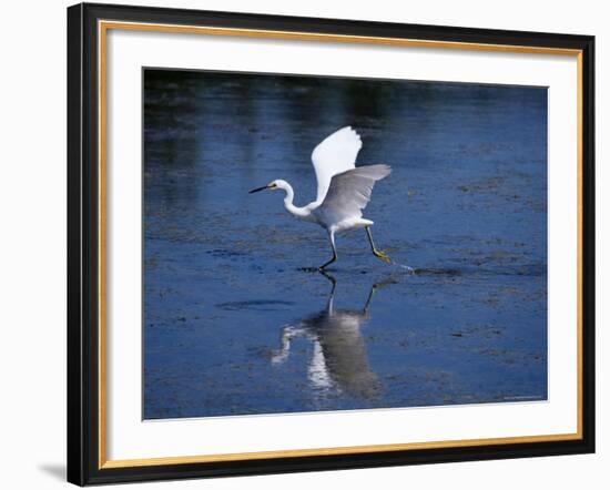 Immature Little Blue Heron (Egretta Caerulea), Everglades National Park, Florida-James Hager-Framed Photographic Print