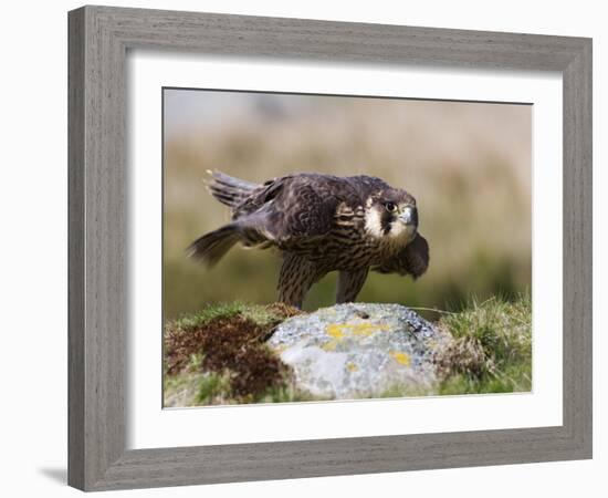 Immature Peregrine Falcon, Captive, United Kingdom, Europe-Toon Ann & Steve-Framed Photographic Print