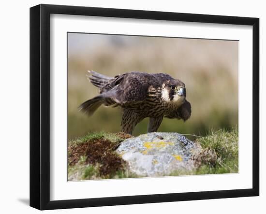 Immature Peregrine Falcon, Captive, United Kingdom, Europe-Toon Ann & Steve-Framed Photographic Print