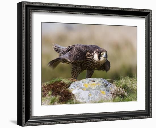 Immature Peregrine Falcon, Captive, United Kingdom, Europe-Toon Ann & Steve-Framed Photographic Print