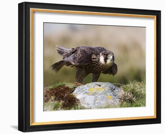 Immature Peregrine Falcon, Captive, United Kingdom, Europe-Toon Ann & Steve-Framed Photographic Print