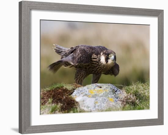 Immature Peregrine Falcon, Captive, United Kingdom, Europe-Toon Ann & Steve-Framed Photographic Print