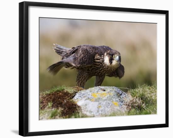 Immature Peregrine Falcon, Captive, United Kingdom, Europe-Toon Ann & Steve-Framed Photographic Print