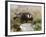 Immature Peregrine Falcon, Captive, United Kingdom, Europe-Toon Ann & Steve-Framed Photographic Print